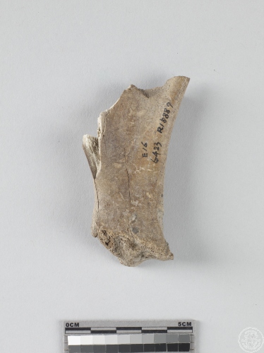 豬右肩胛骨殘件