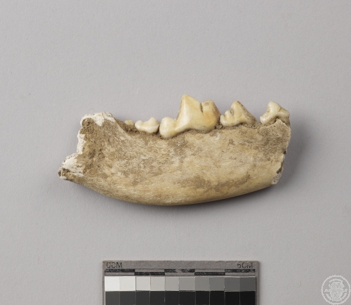 犬科動物右下顎