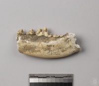 犬科動物右下顎