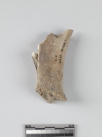 豬右肩胛骨殘件